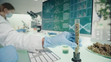 Person testing cannabis in a lab.