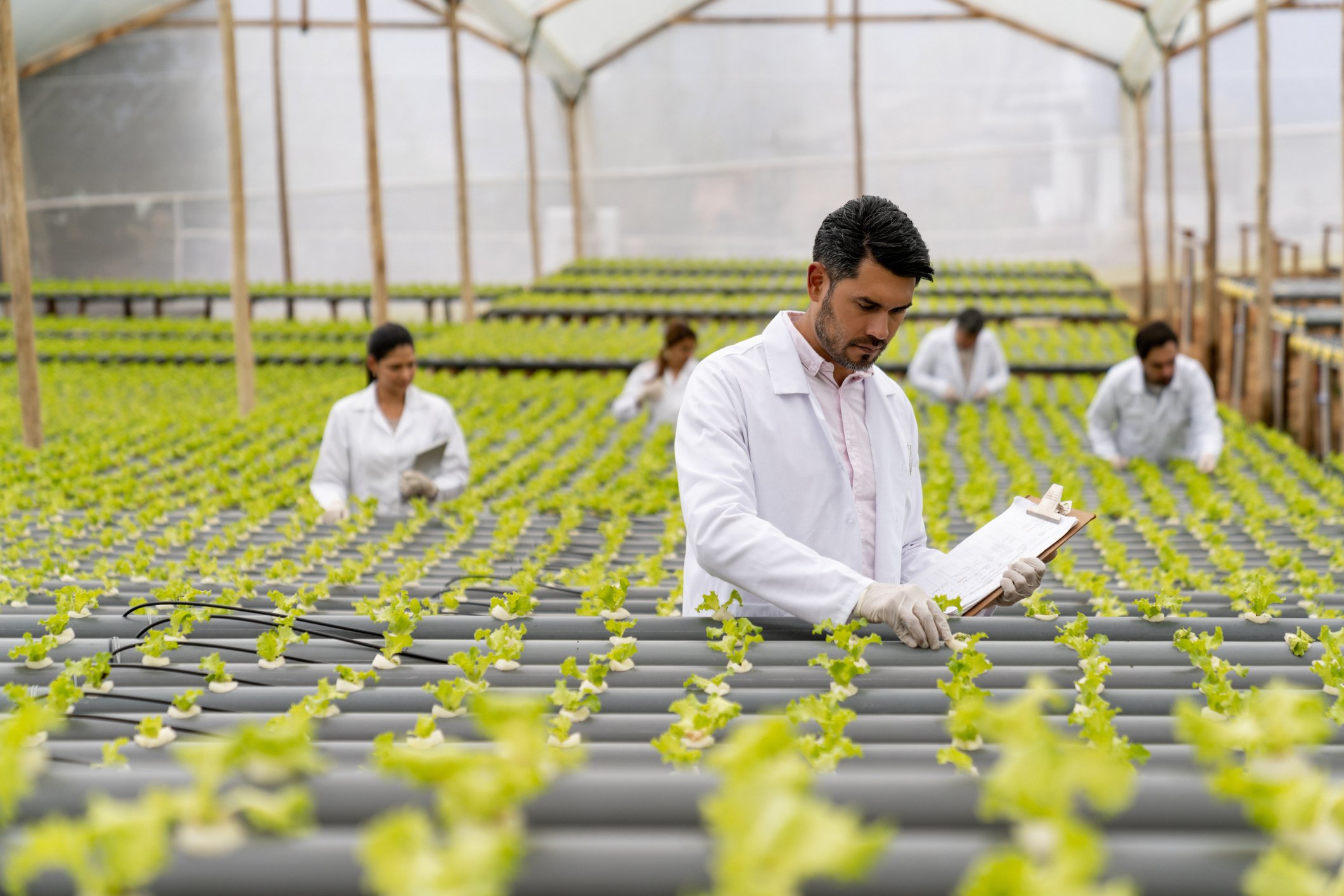 People working in a greenhouse.