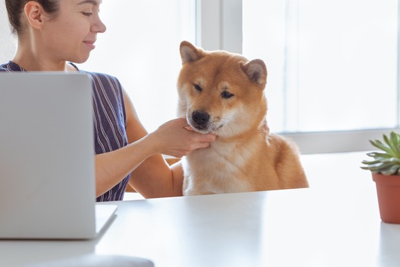 A person touching a Shiba Inu dog underneath its mouth.