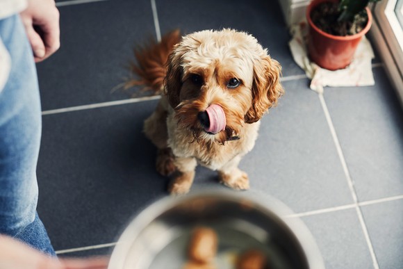 A dog licking its lips looking at a bowl of food.