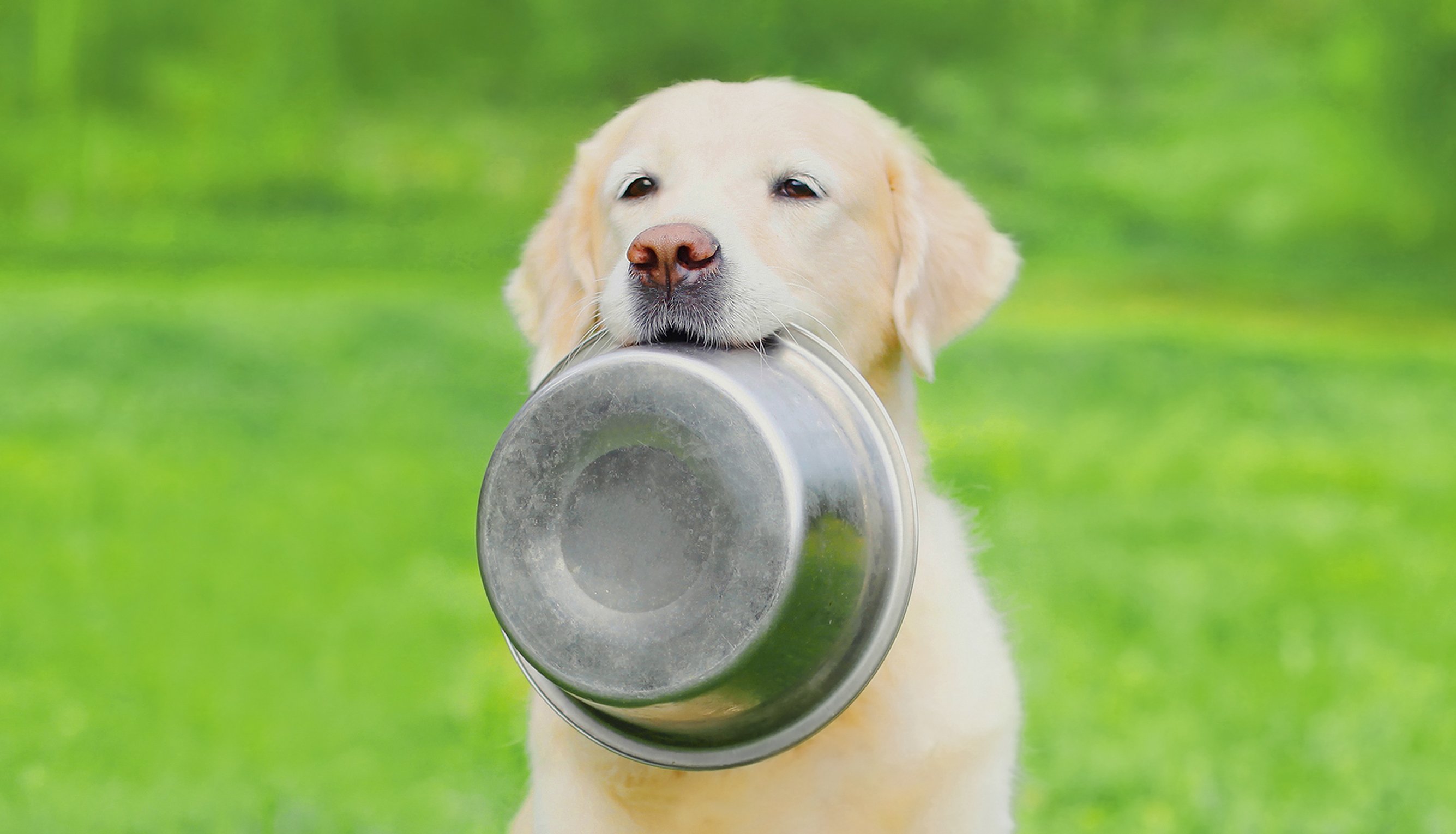 A dog holding a food bowl in its mouth.