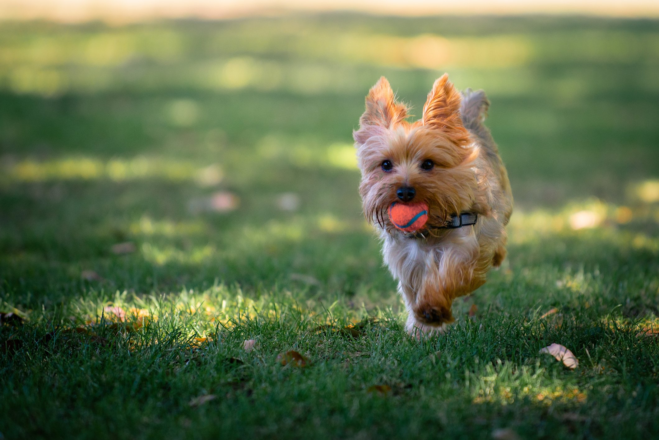 A dog running with a ball in its mouth.