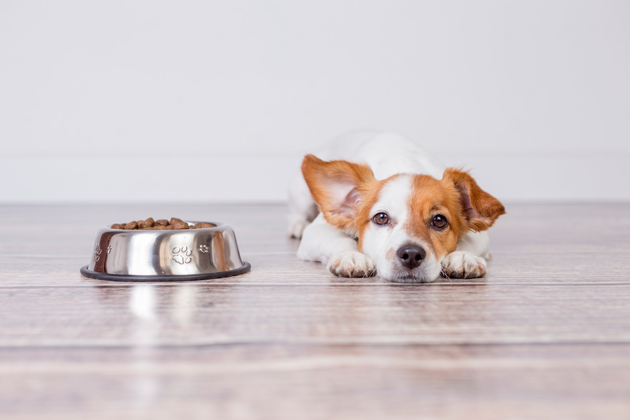 A dog waiting by its food bowl.