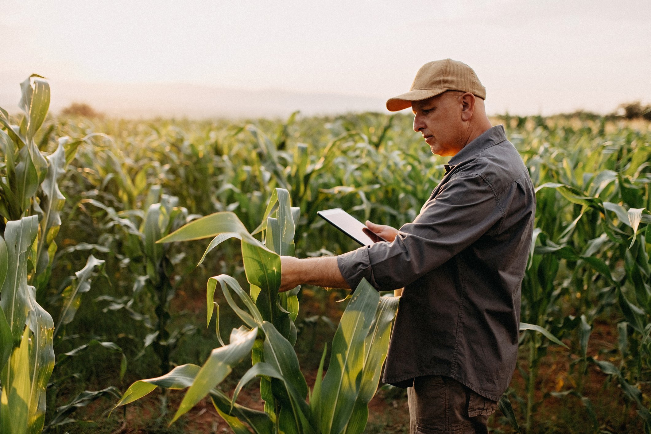 A farmer examining his crop. 