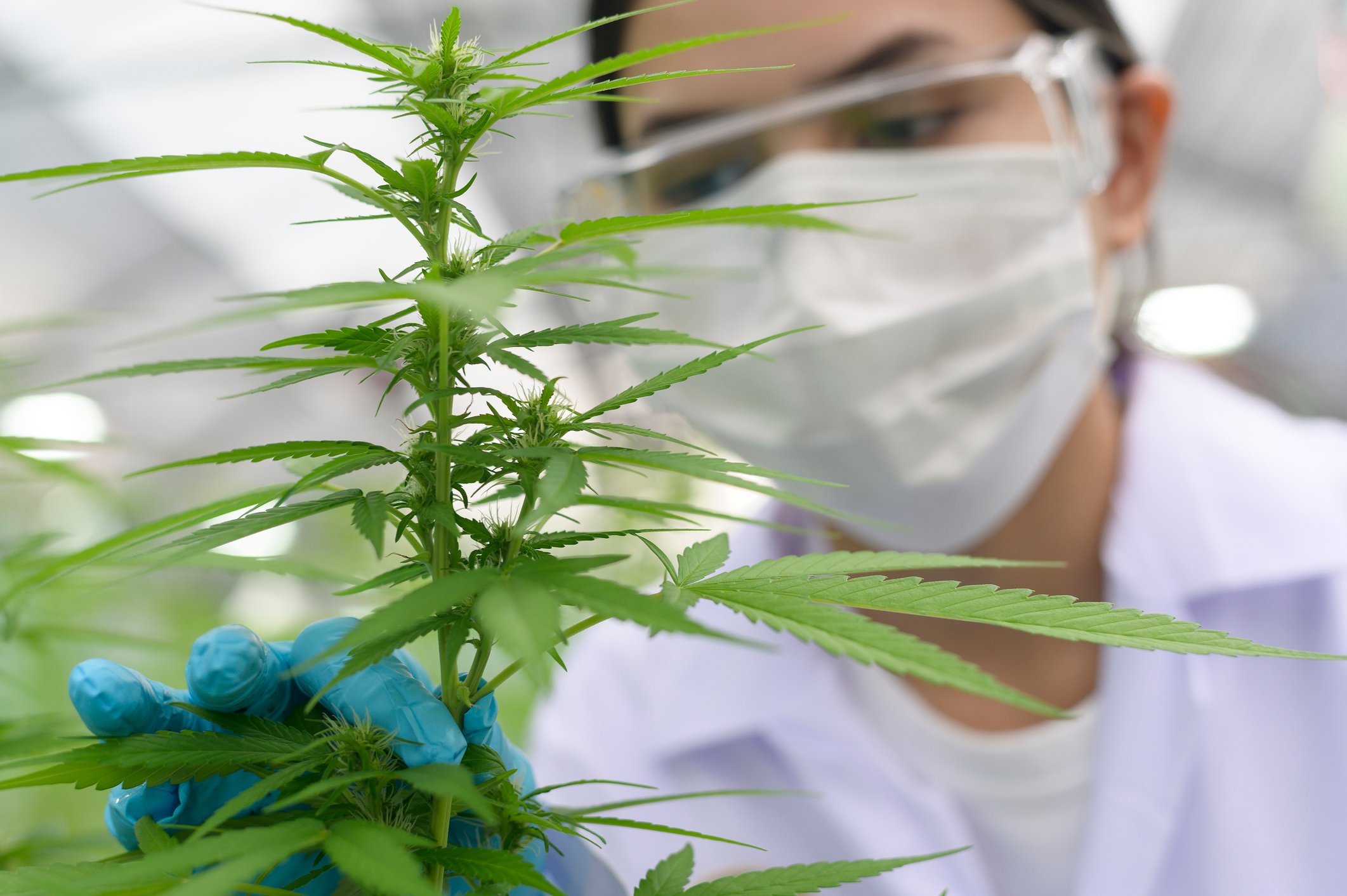 Person in lab attire pinching a marijuana plant.