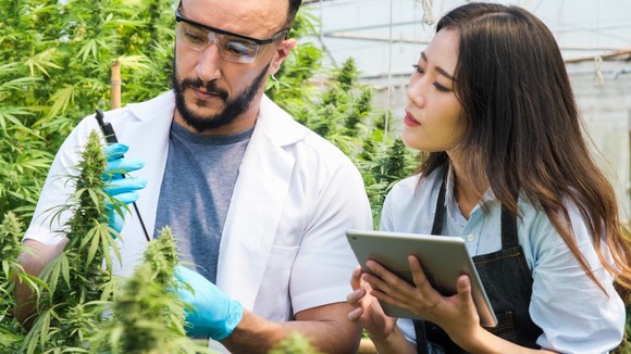 People reviewing a cannabis plant.