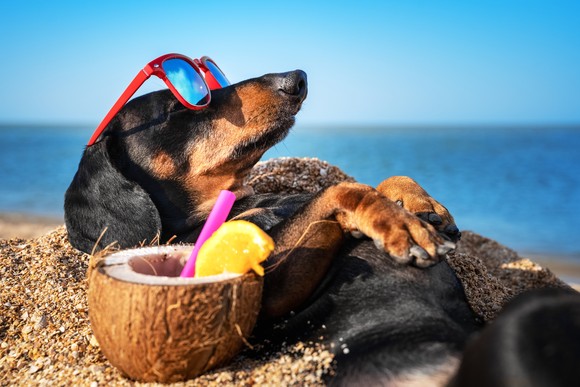 A dog lying in the sand with sunglasses on.