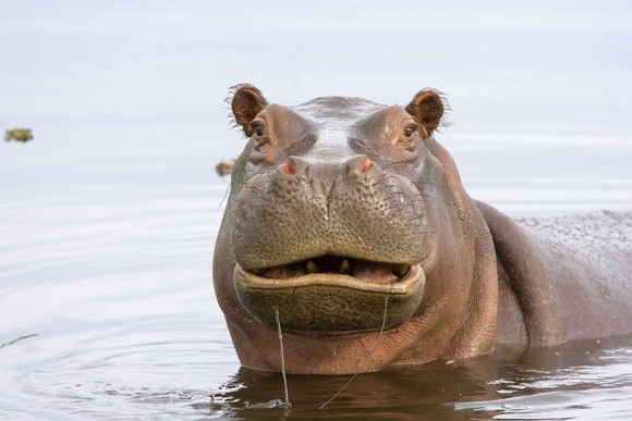 A hippo partially submerged in water.