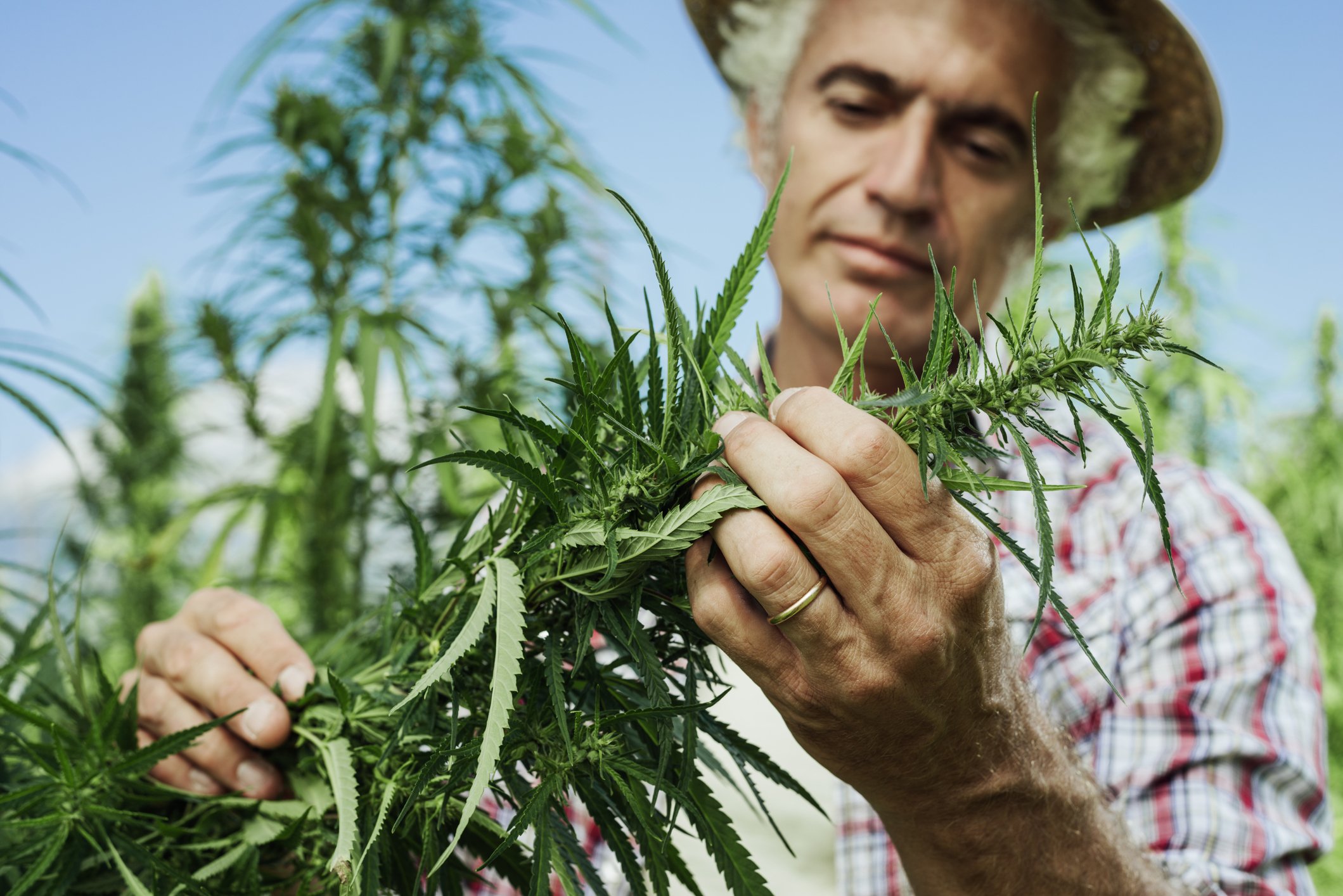 Person inspecting cannabis plant