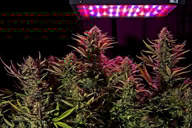 marijuana plant under grow light