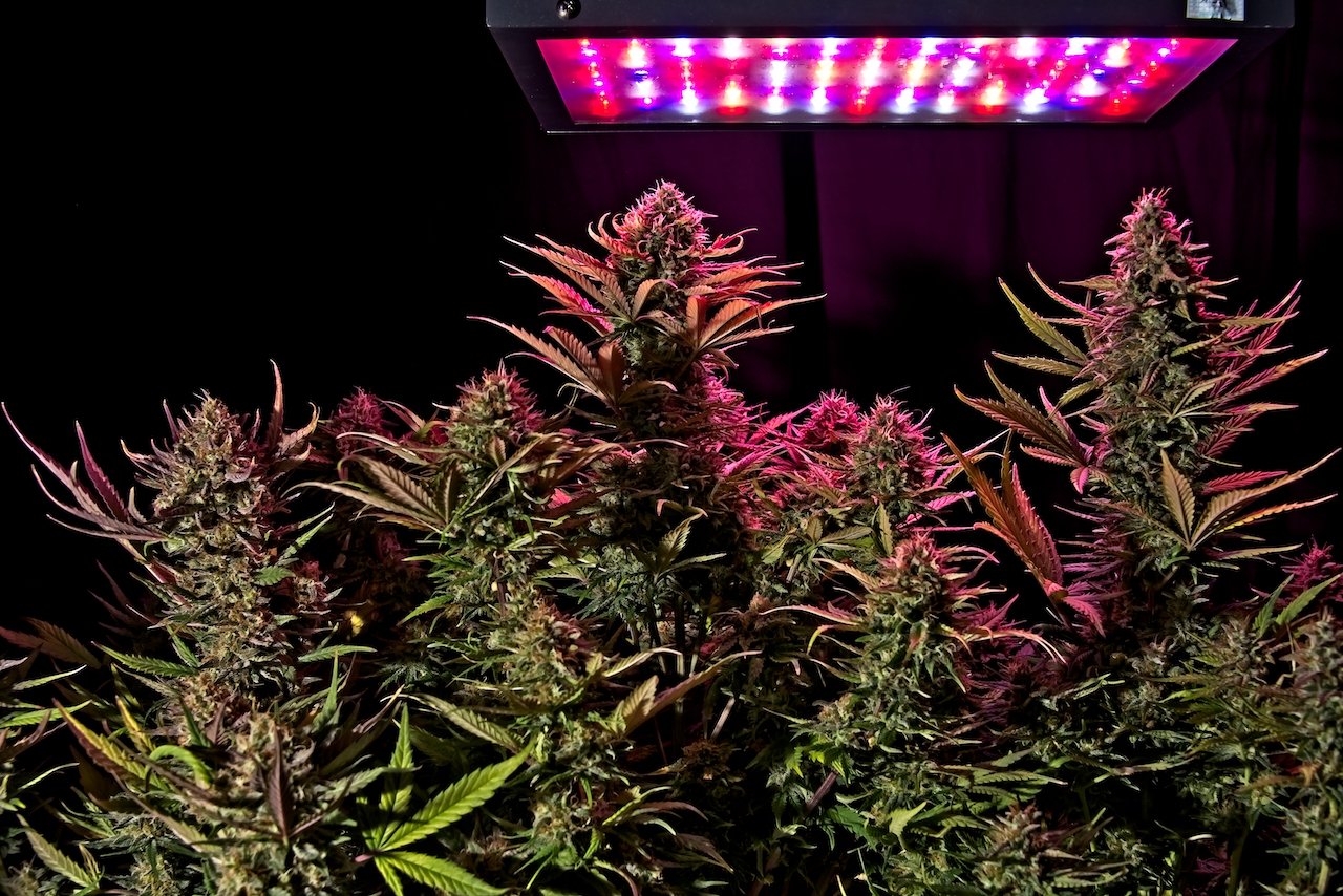 marijuana plant under grow light