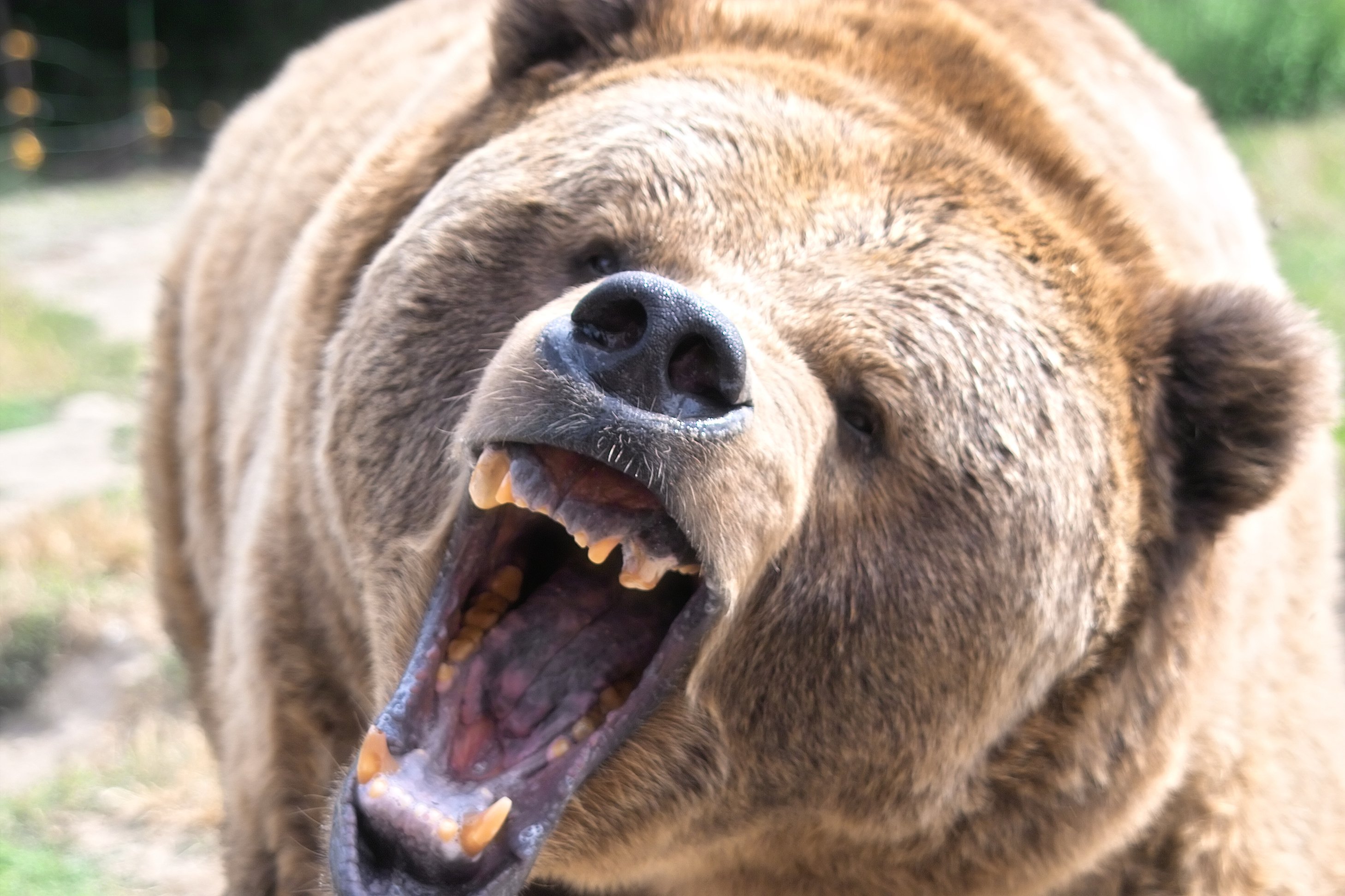 A brown grizzly bear roaring.