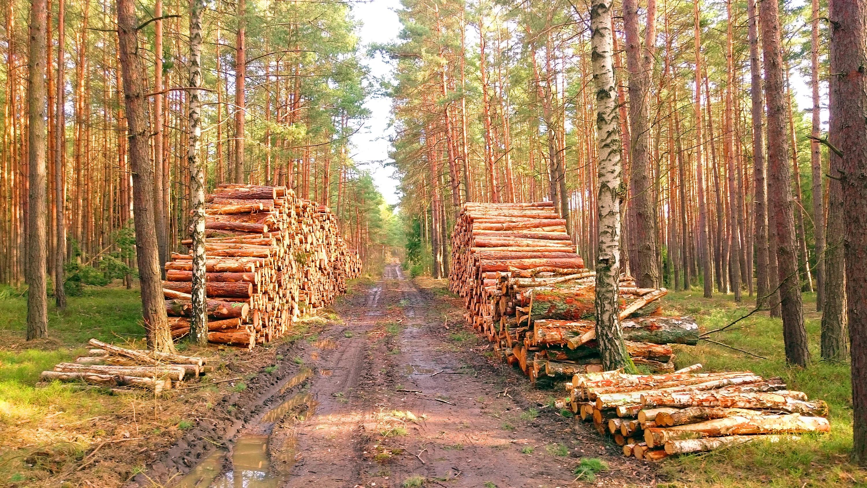 Timber getty