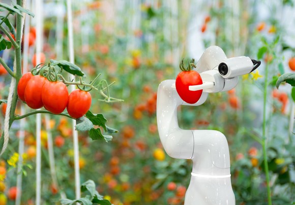 An automated robot harvests tomatos in an indoor farming facility.