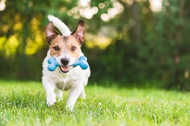 dog playing