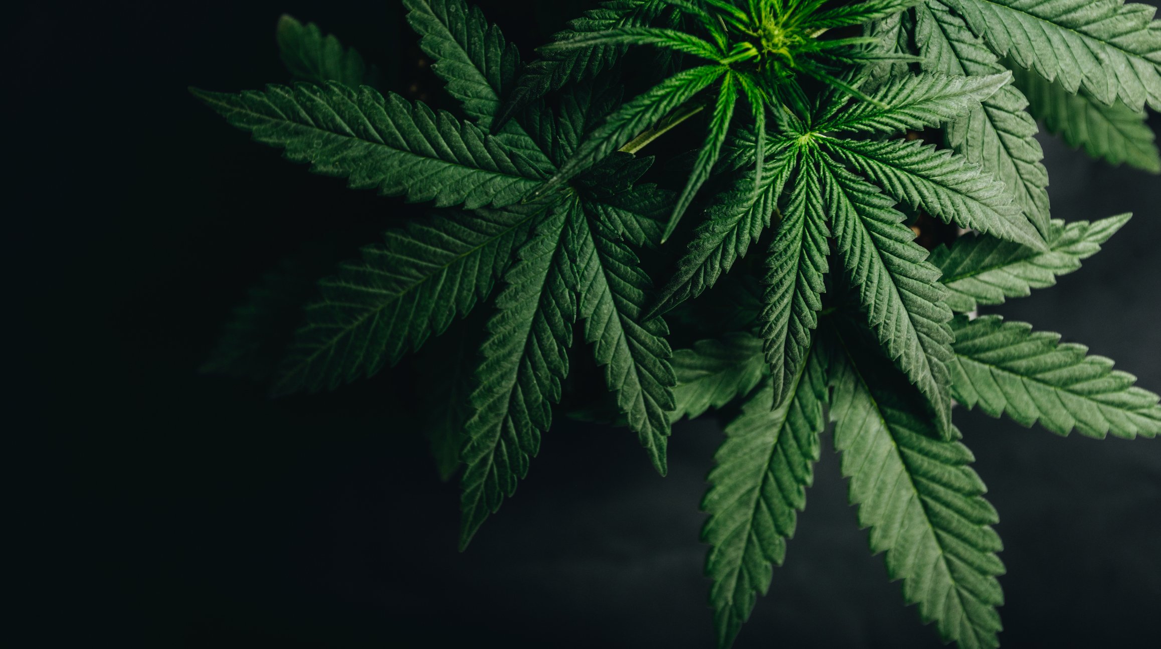 A cannabis plant set against a dark background.