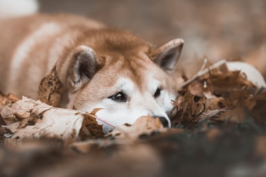 shiba inu23
