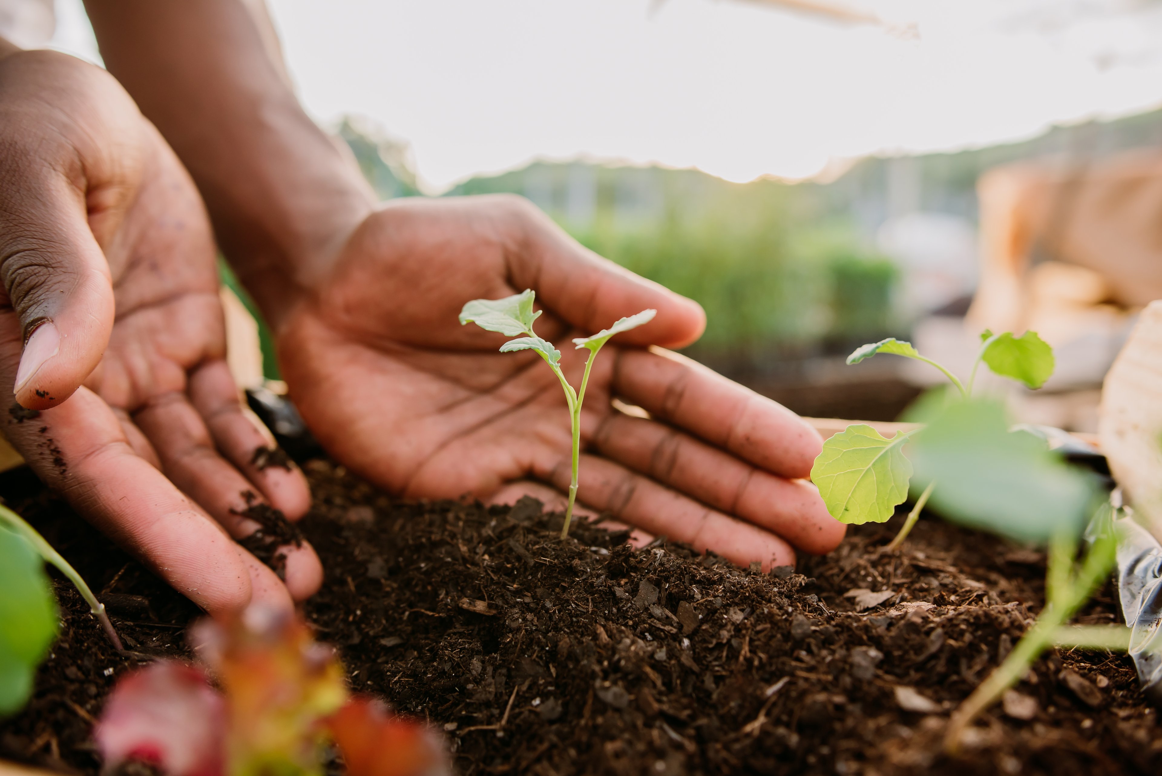 Someone planting a flower.