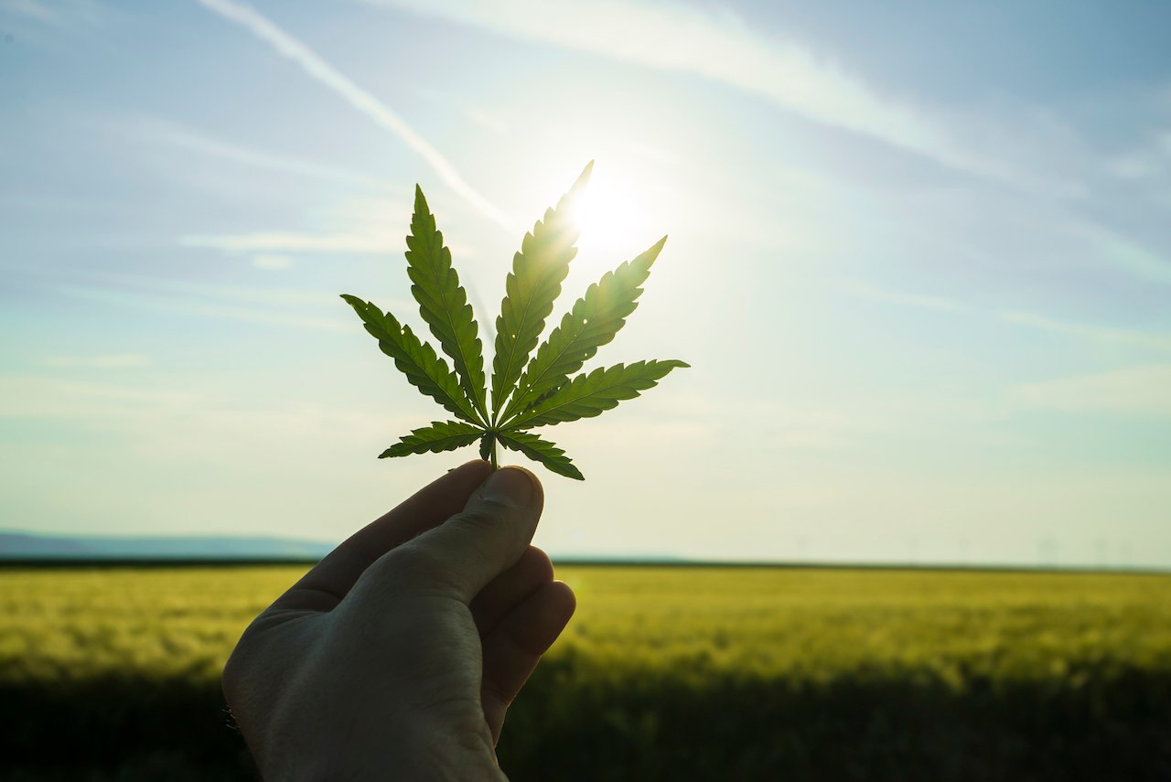 hand holding marijuana leaf sun