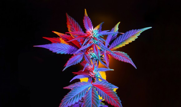 A marijuana plant against a black background. 