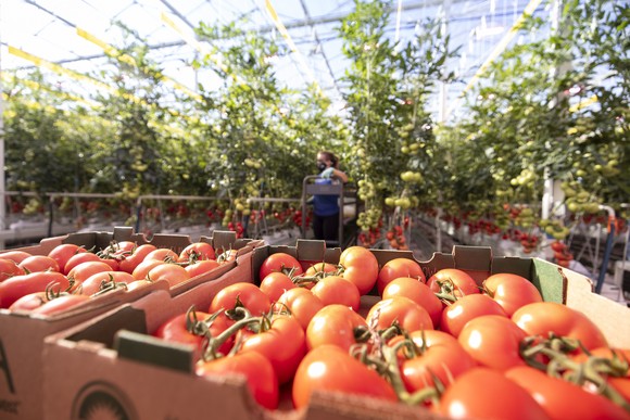 Indoor-grown greenhouse tomatoes CEA.