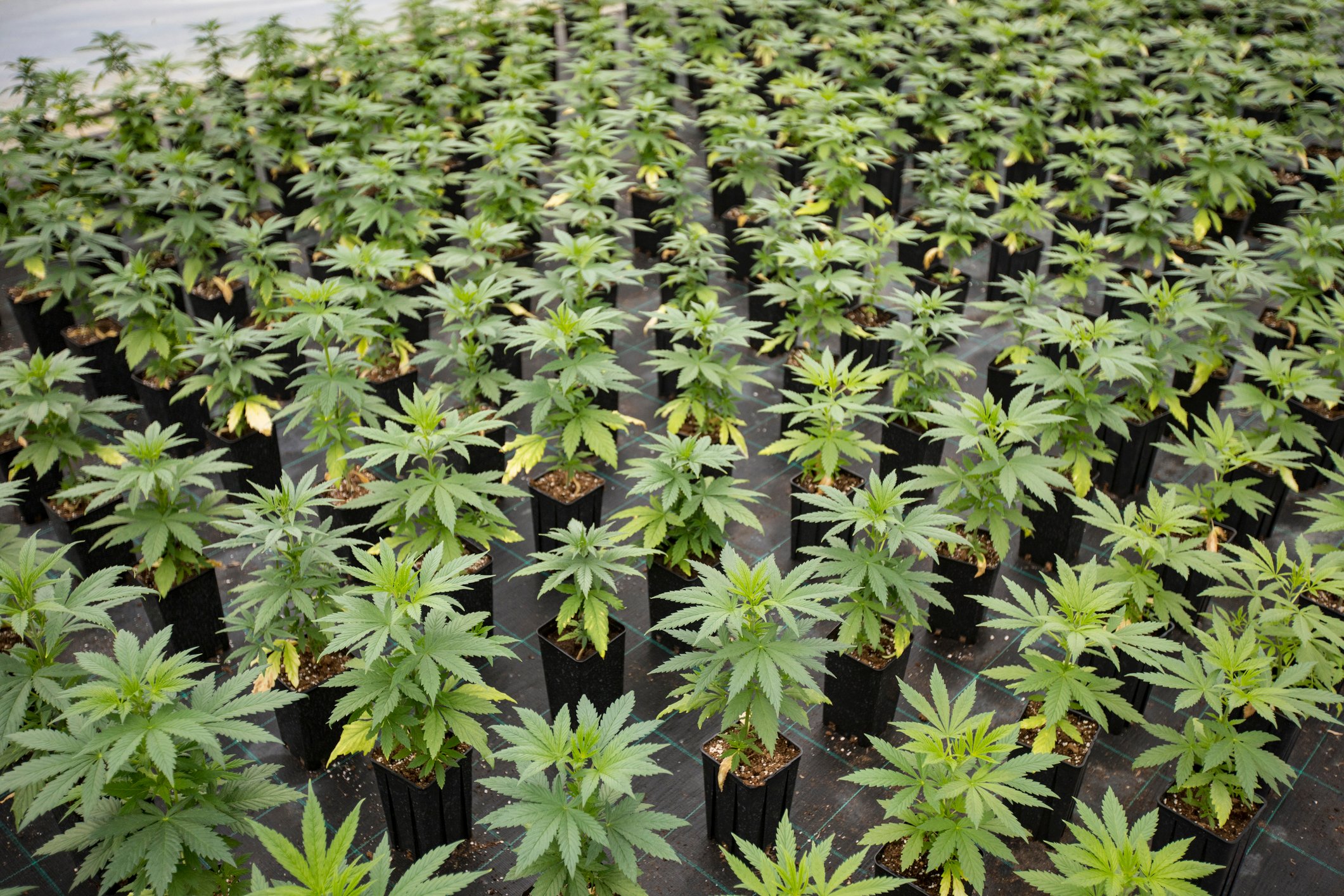 A nursery filled with pot seedlings.