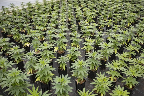A nursery filled with pot seedlings.