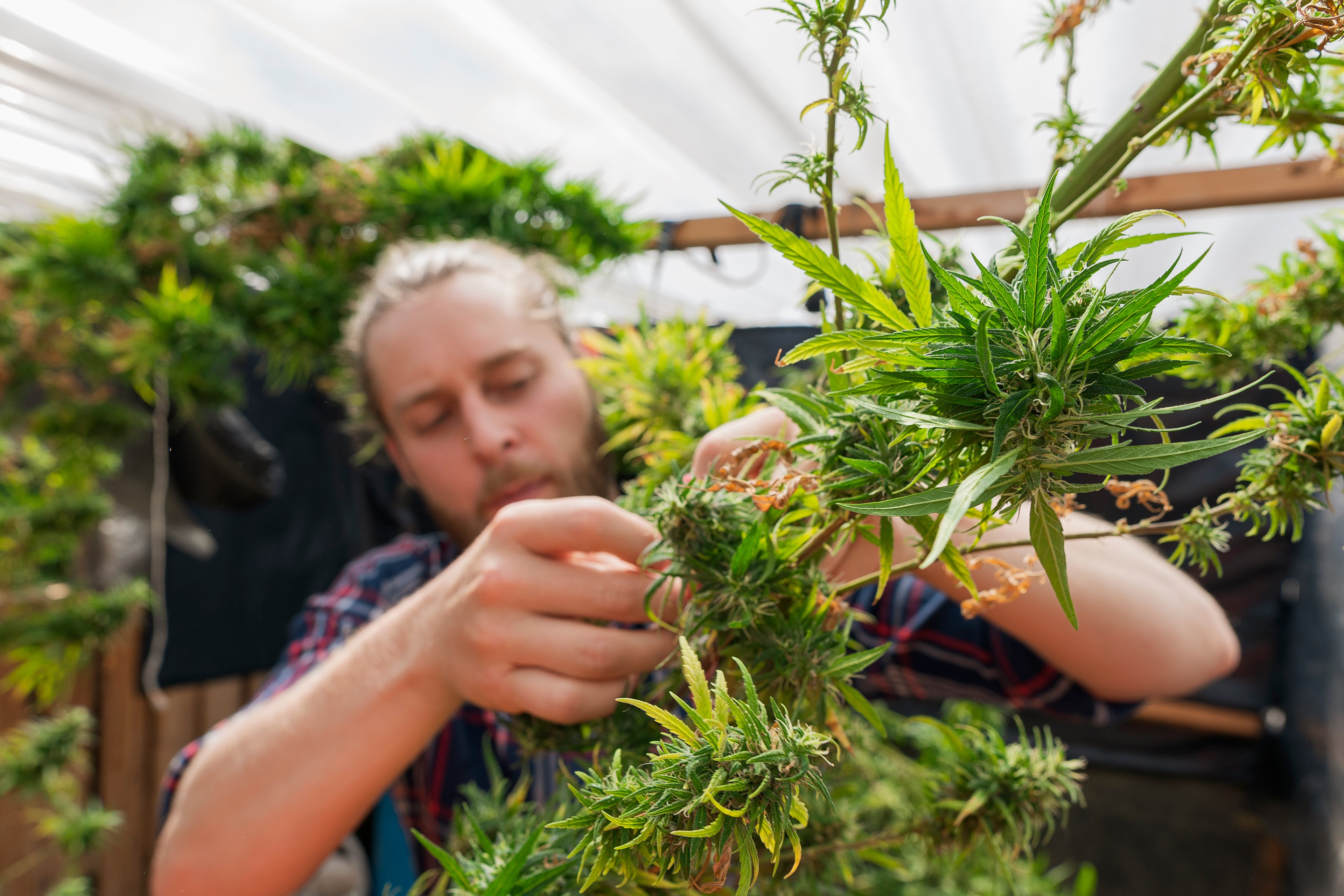 marijuana plants CBD hemp farming
