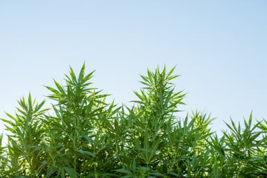 cannabis leaves plant growing tall