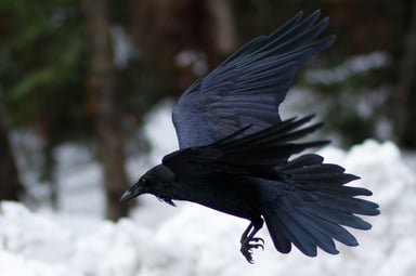 Raven flying