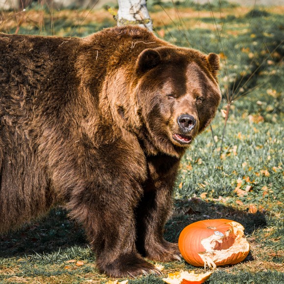Overweight brown bear standing next to a crushed pumpkin