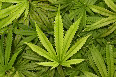 Marijuana leaves - GettyImagesmarijuana-leaves