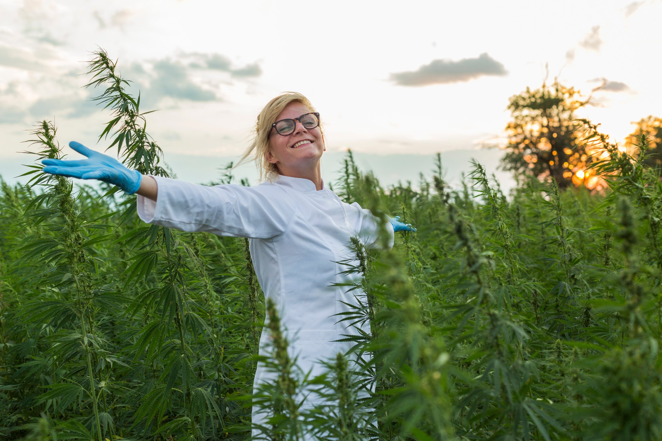 A person standing with arms spread wide in a marijuana field.