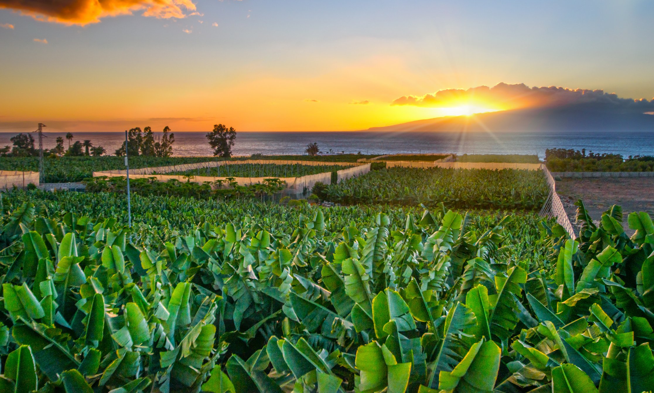 Banana farm