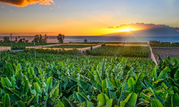 View of banana trees on a banana plantation at sunset.