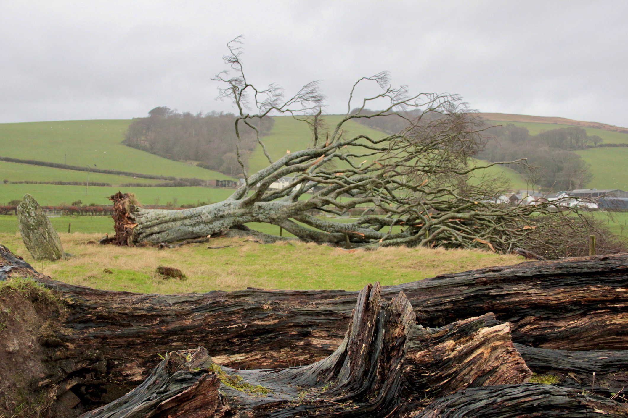 Fallen trees in a field