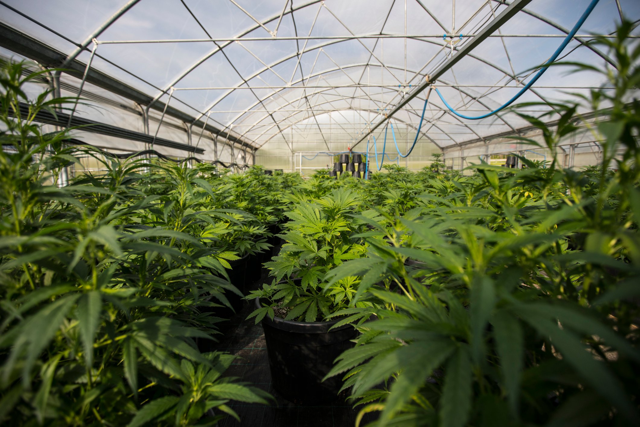 Greenhouse full of cannabis
