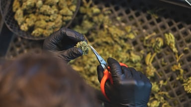 marijuana bud trim