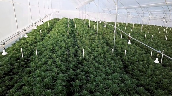 Stands of indoor grown cannabis. 