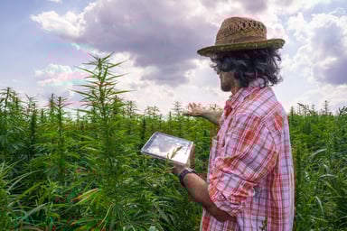 A farmer holding a tablet in a hemp field.