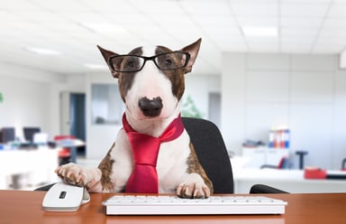 Dog working at a computer