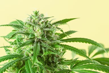 iipr stock earnings marijuana stocks