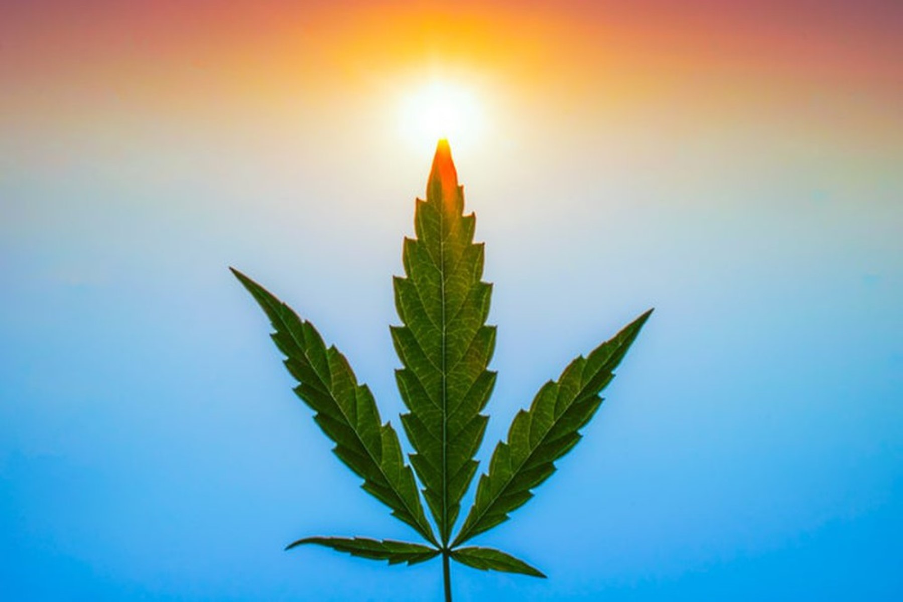 iipr stock marijuana