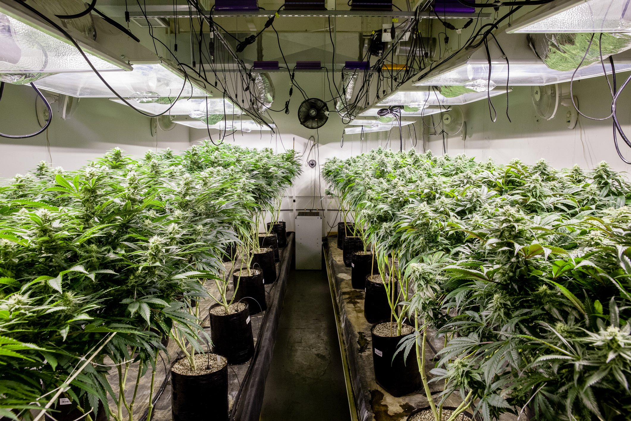 Weed being grown indoors