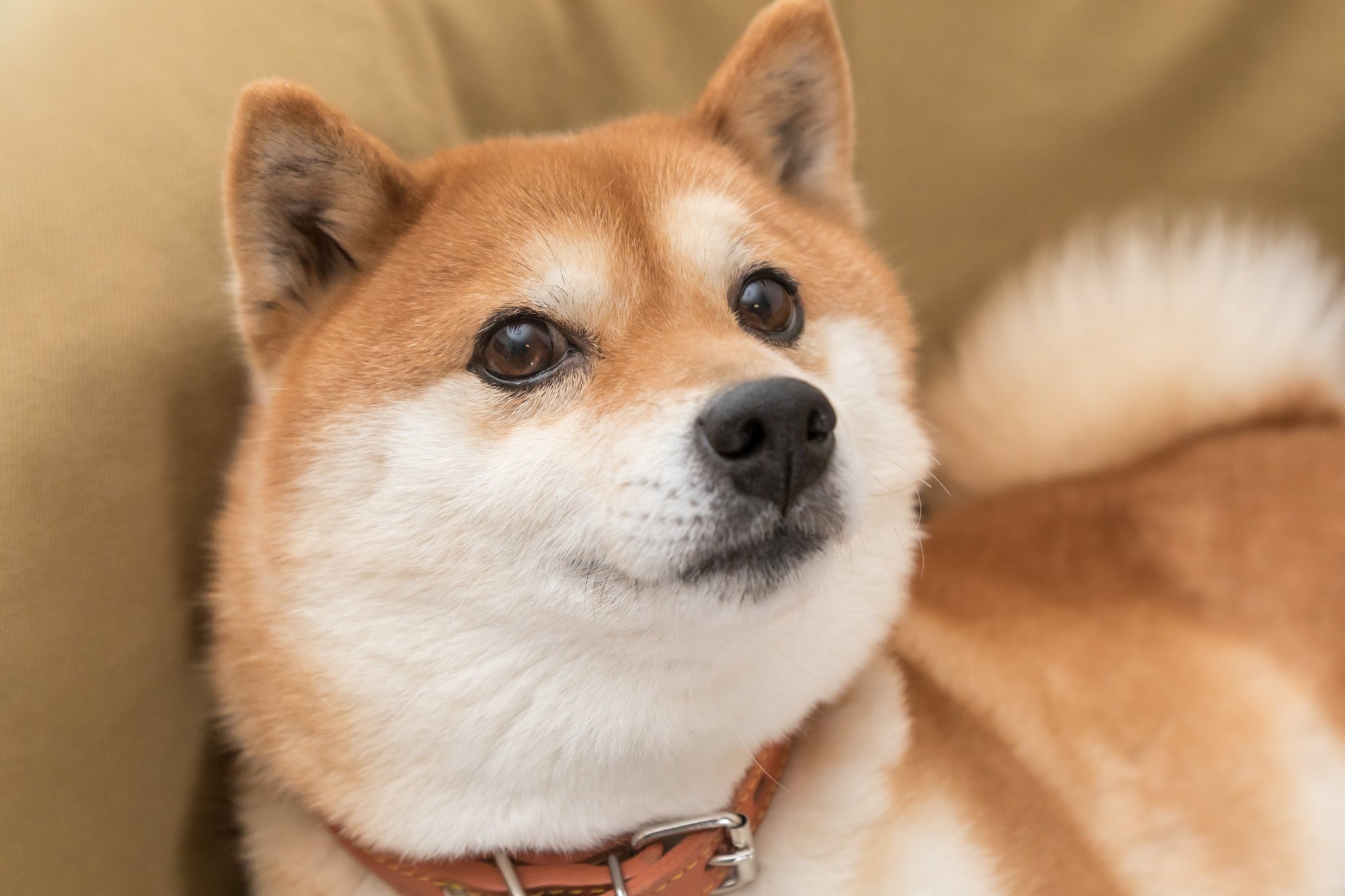 Shiba Inu Dog Doge Dogecoin (1)