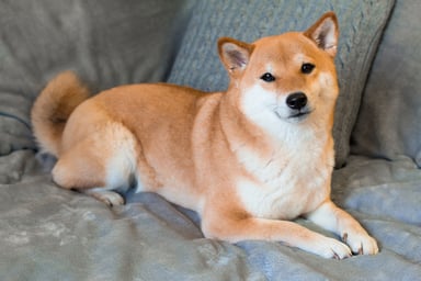 Shiba Inu7