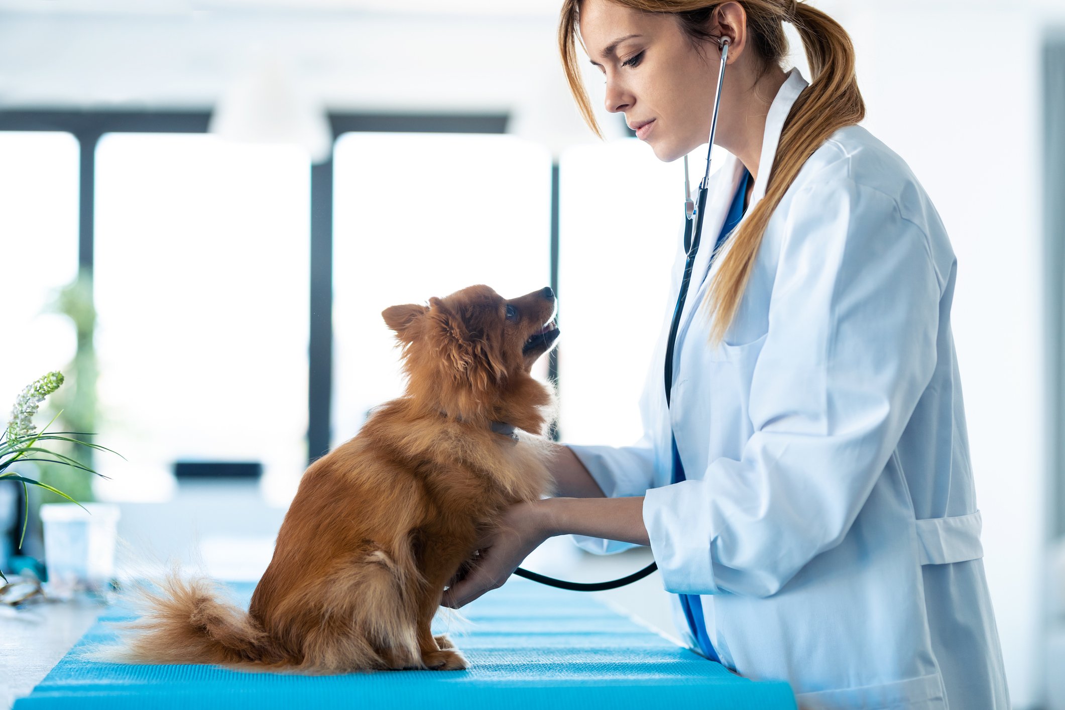 A veterinarian examines a dog