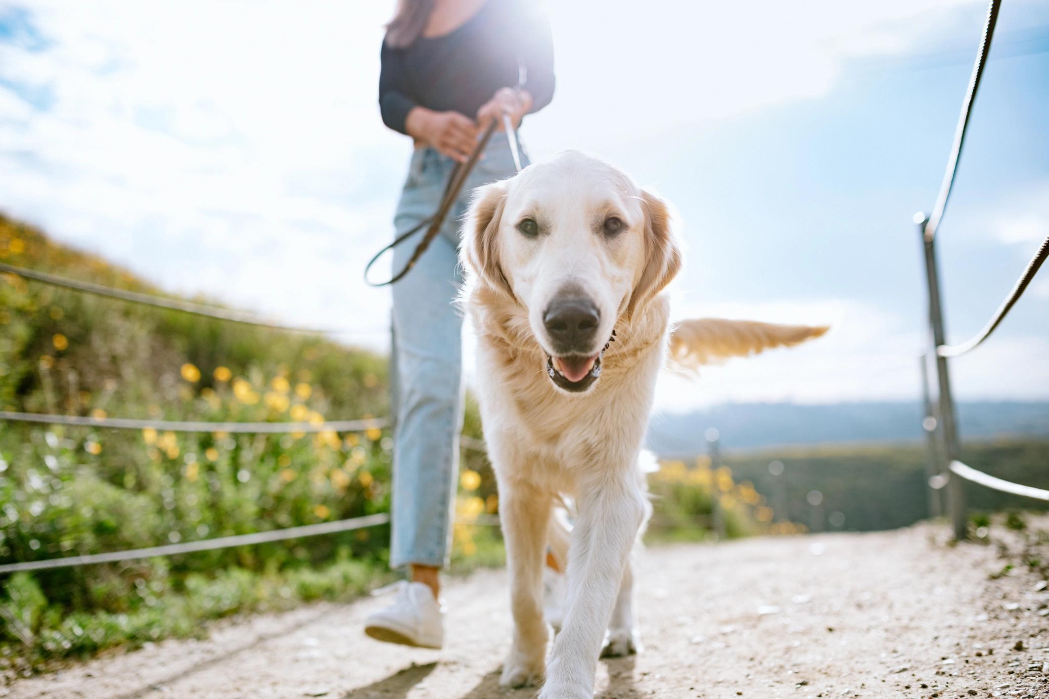 Dog walking gettyimages-1216277209