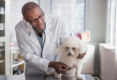 Veterinarian treating a dog.