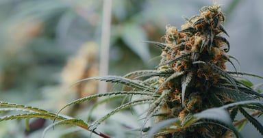 The tip of a marijuana plant